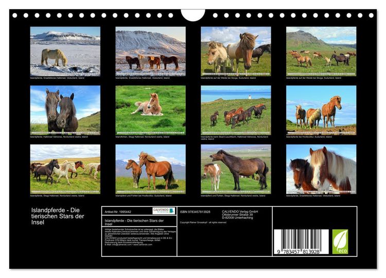 Produktbild: Islandpferde - Die tierischen Stars der Insel (Wandkalender 2026 DIN A4 quer), CALVENDO Monatskalender