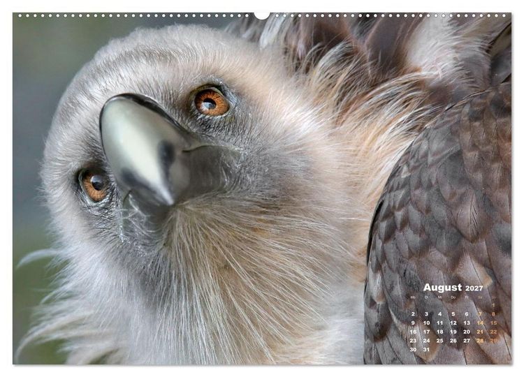 Produktbild: GEIERPORTR&Auml;TS (Wandkalender 2027 DIN A2 quer), CALVENDO Monatskalender