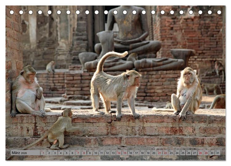 Produktbild: AFFEN AUS ASIEN Indonesien, Thailand, Indien (Tischkalender 2026 DIN A5 quer), CALVENDO Monatskalender