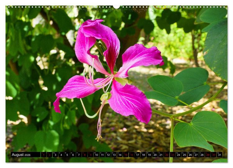 Produktbild: Botanischer Garten Palermo (Wandkalender 2026 DIN A2 quer), CALVENDO Monatskalender