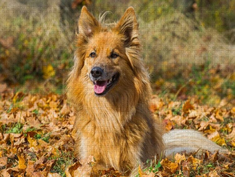 Produktbild: CALVENDO Puzzle Harzer Fuchs im Herbst | 1000 Teile Lege-Gr&ouml;&szlig;e 64x48cm Foto-Puzzle f&uuml;r gl&uuml;ckliche Stunden