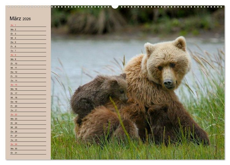 Produktbild: B&auml;ren. Unterwegs mit Meister Petz (hochwertiger Premium Wandkalender 2026 DIN A2 quer), Kunstdruck in Hochglanz