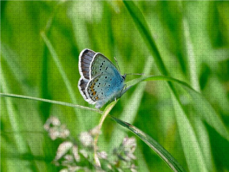 Produktbild: CALVENDO Puzzle Fauna trifft Flora - Tierischer Besuch im Pflanzenreich 1000 Teile Lege-Gr&ouml;&szlig;e 64 x 48 cm Foto-Puzzle Bild von Christine B-B M&uuml;ller
