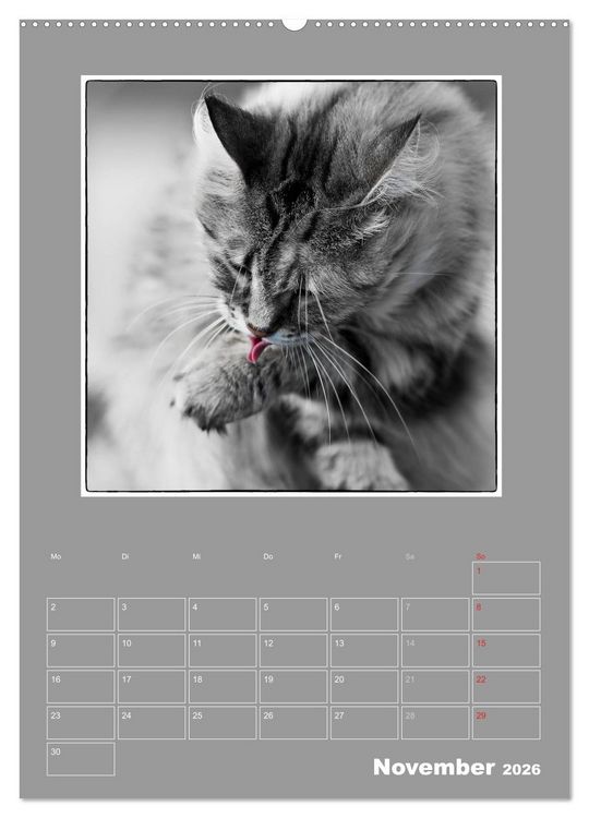 Produktbild: Katzen Blues / Planer (Wandkalender 2026 DIN A2 hoch), CALVENDO Monatskalender