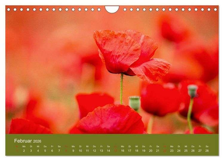 Produktbild: Mohnblumen Romantik (Wandkalender 2026 DIN A4 quer), CALVENDO Monatskalender