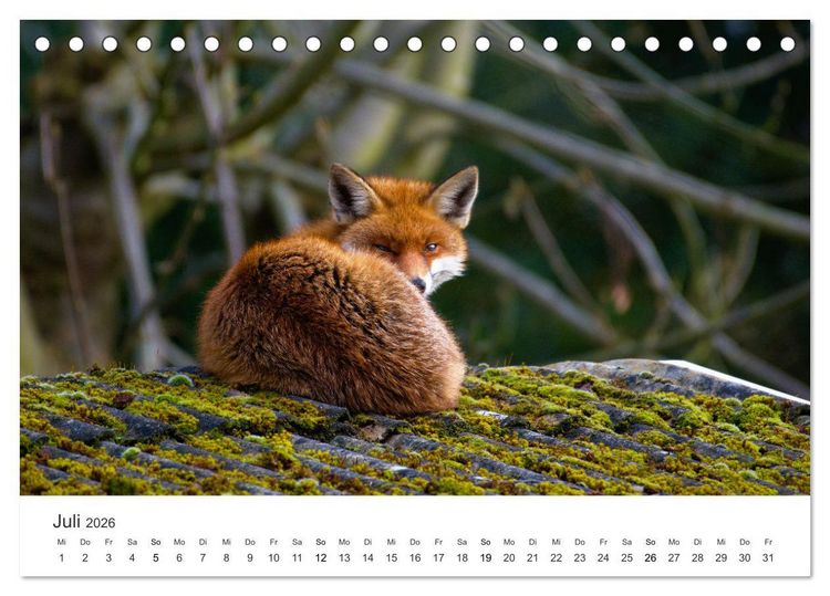 Produktbild: Flinke F&uuml;chse (Tischkalender 2026 DIN A5 quer), CALVENDO Monatskalender