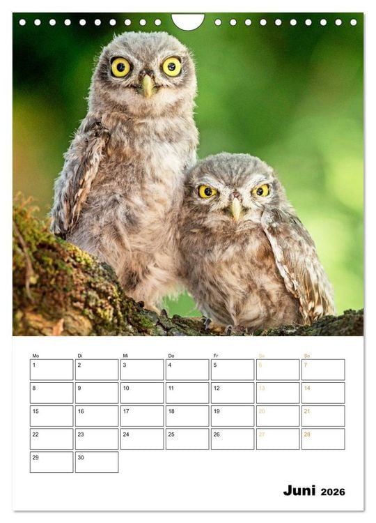 Produktbild: Wilde Tiere: Zuhause in Wald und Flur (Wandkalender 2026 DIN A4 hoch), CALVENDO Monatskalender