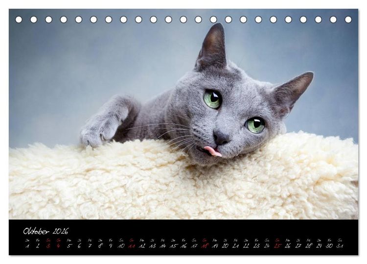 Produktbild: Katzen 2026 (Tischkalender 2026 DIN A5 quer), CALVENDO Monatskalender