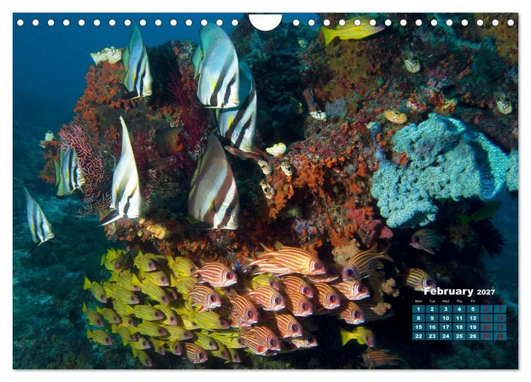 Produktbild: Oceans Alive - A World of Color and Diversity (Wall Calendar 2027 DIN A4 landscape), CALVENDO 12 Month Wall Calendar