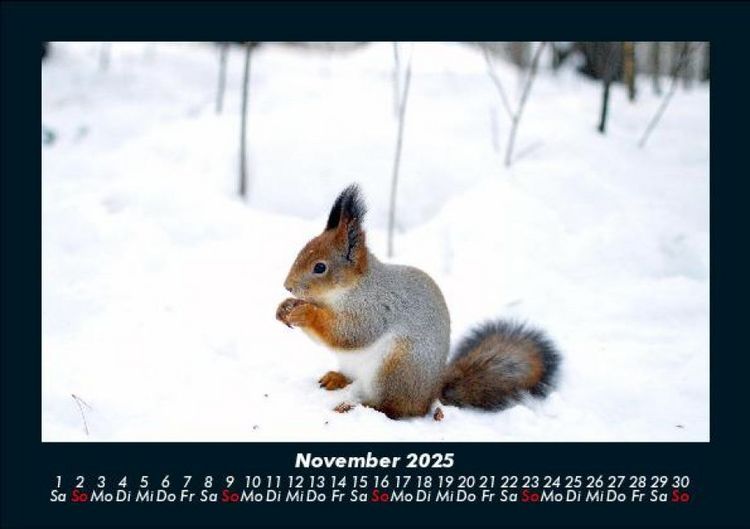 Produktbild: Waldbewohner 2025 Fotokalender DIN A5