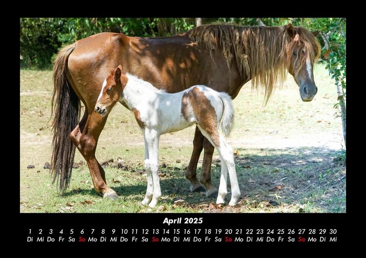 Produktbild: Pferde Kalender 2025 Fotokalender DIN A3