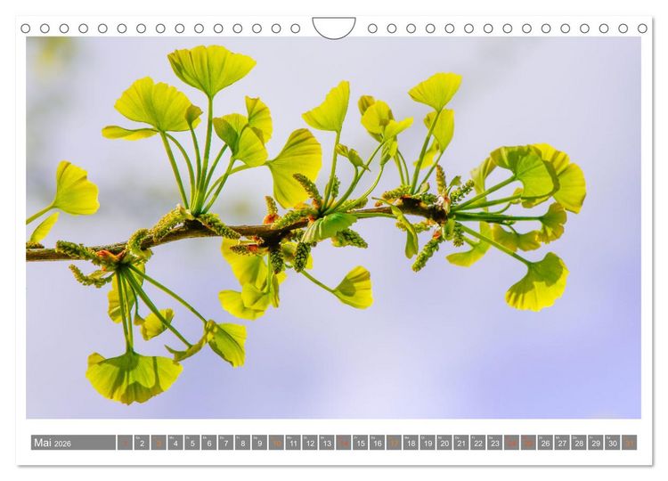 Produktbild: Mit Ginkgo biloba durch das Jahr (Wandkalender 2026 DIN A4 quer), CALVENDO Monatskalender