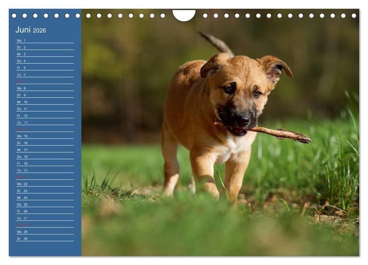 Produktbild: Eine bunte Mischung - wundersch&ouml;ne Mischlingshunde / Geburtstagskalender (Wandkalender 2026 DIN A4 quer), CALVENDO Monatskalender