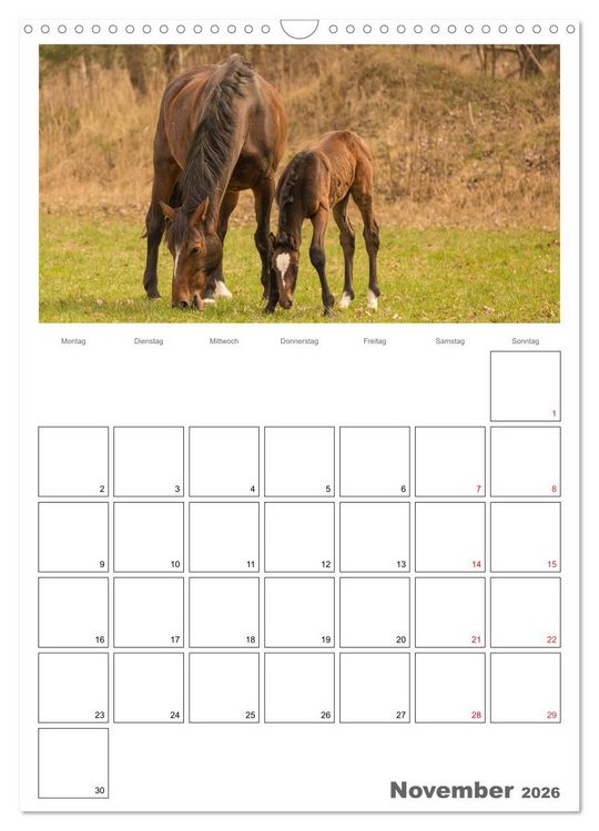 Produktbild: Pferde - Kameraden mit vier Hufen (Wandkalender 2026 DIN A3 hoch), CALVENDO Monatskalender