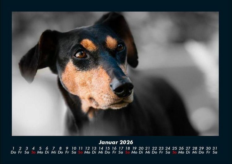 Produktbild: Hundezauber 2026 Fotokalender DIN A4