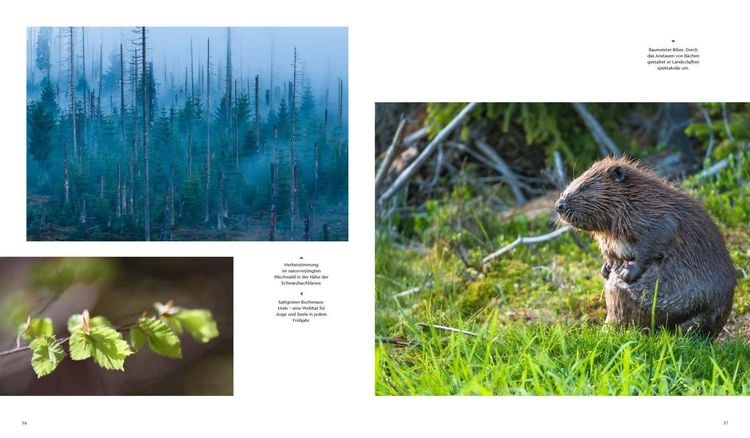 Produktbild: Wilder Wald