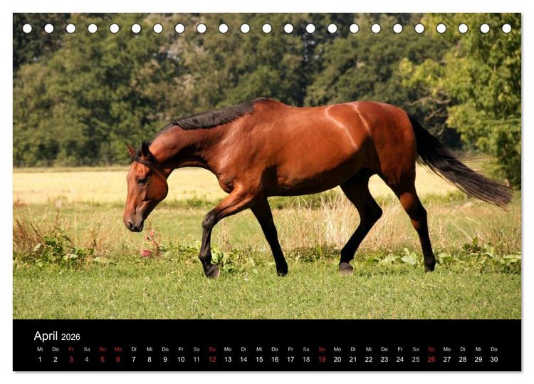 Produktbild: Pferde - m&auml;chtig, stolz & sch&ouml;n (Tischkalender 2026 DIN A5 quer), CALVENDO Monatskalender