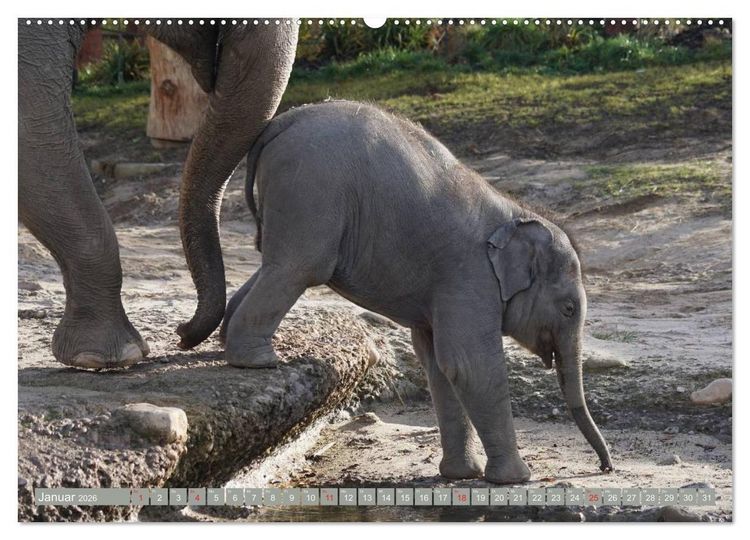 Produktbild: Asiatische und afrikanische Elefanten (hochwertiger Premium Wandkalender 2026 DIN A2 quer), Kunstdruck in Hochglanz