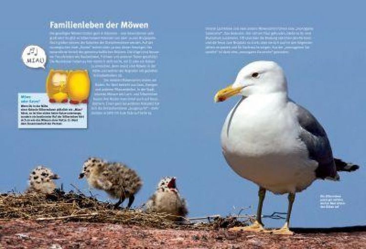 Produktbild: Entdecke die M&ouml;wen