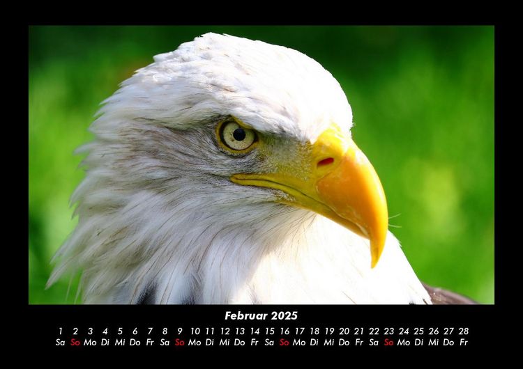 Produktbild: Adler 2025 Fotokalender DIN A3