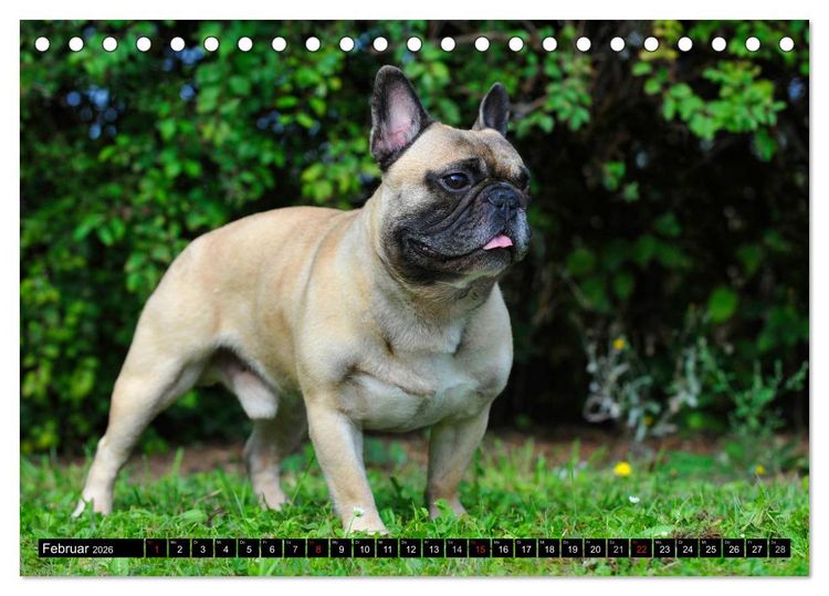 Produktbild: Franz&ouml;sische Bulldogge - Clown auf 4 Pfoten (Tischkalender 2026 DIN A5 quer), CALVENDO Monatskalender