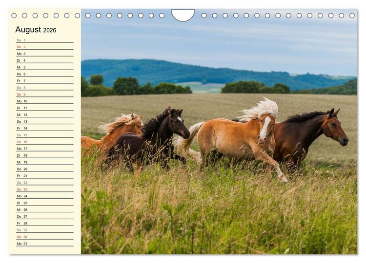 Produktbild: Welt der Pferde (Wandkalender 2026 DIN A4 quer), CALVENDO Monatskalender