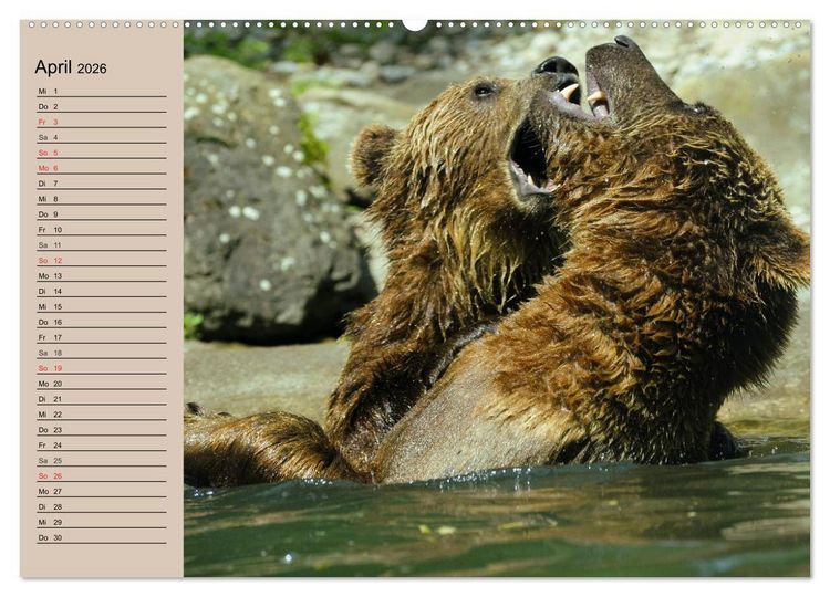 Produktbild: B&auml;ren. Unterwegs mit Meister Petz (hochwertiger Premium Wandkalender 2026 DIN A2 quer), Kunstdruck in Hochglanz