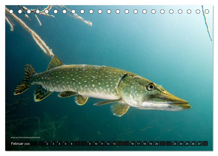 Produktbild: Tauchrevier Deutschland - Der Hecht (Esox lucius) (Tischkalender 2026 DIN A5 quer), CALVENDO Monatskalender