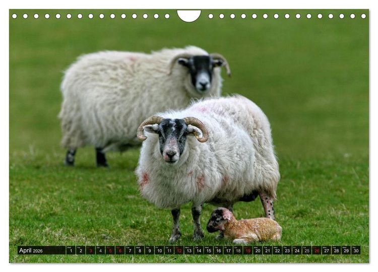 Produktbild: Sheep Portraits (Wall Calendar 2026 DIN A4 landscape), CALVENDO 12 Month Wall Calendar