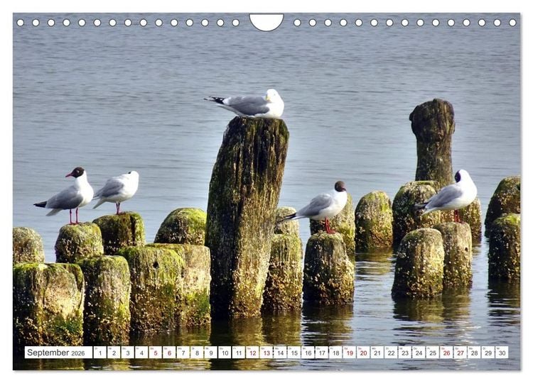 Produktbild: Lachm&ouml;wen an der Ostsee (Wandkalender 2026 DIN A4 quer), CALVENDO Monatskalender