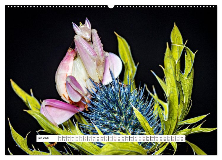 Produktbild: Chasseresses mystiques (Calendrier mural 2026 DIN A2 vertical) calendrier de bureau