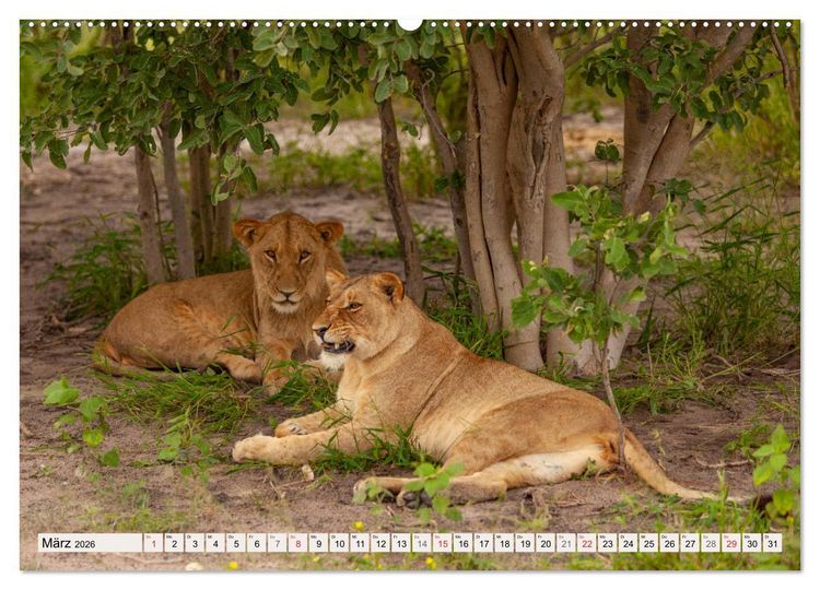 Produktbild: Afrikas wilde Katzen (hochwertiger Premium Wandkalender 2026 DIN A2 quer), Kunstdruck in Hochglanz