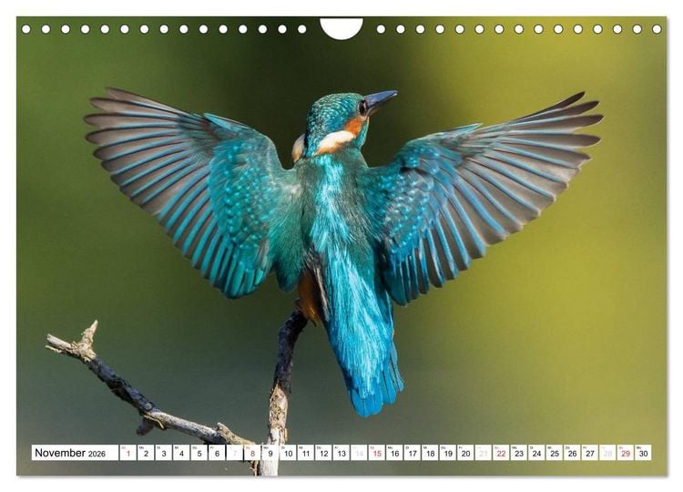 Produktbild: Faszination Eisvogel (Wandkalender 2026 DIN A4 quer), CALVENDO Monatskalender