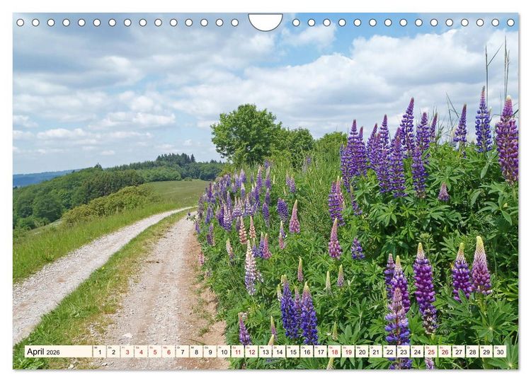 Produktbild: Viele Wege - ein Ziel Wandern im Odenwald (Wandkalender 2026 DIN A4 quer), CALVENDO Monatskalender