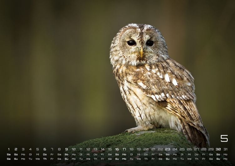 Produktbild: Eulen - W&auml;chter der Nacht - 2027 - Kalender DIN A2