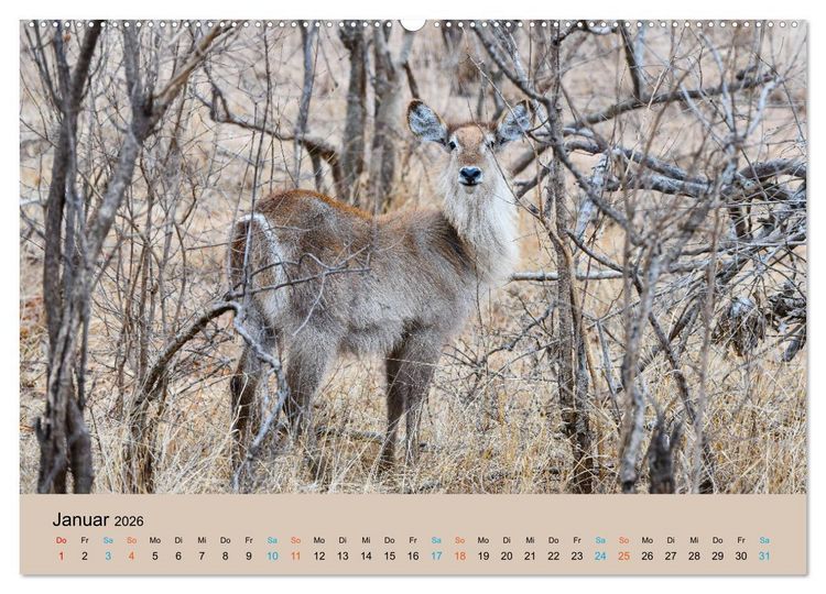 Produktbild: Antilopen, sch&ouml;n und schnell (hochwertiger Premium Wandkalender 2026 DIN A2 quer), Kunstdruck in Hochglanz