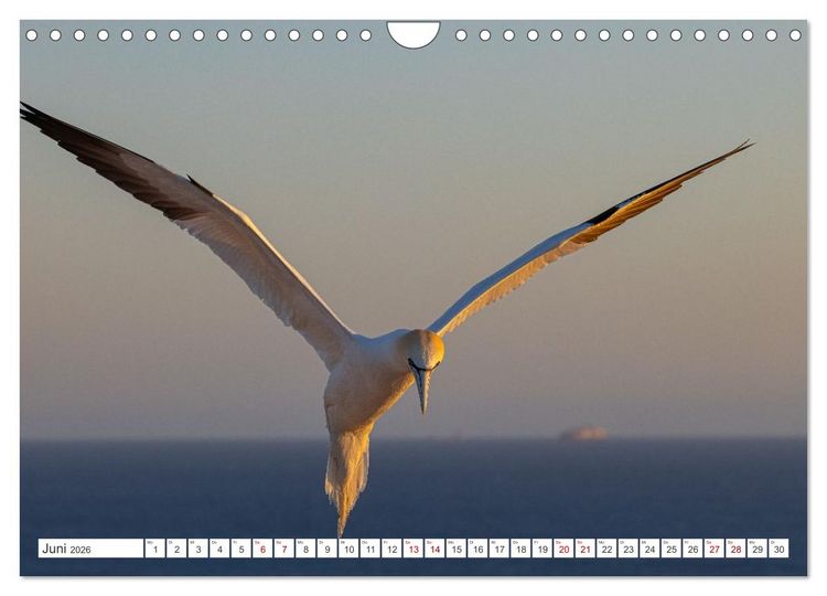Produktbild: Basst&ouml;lpel - Helgolands faszinierende V&ouml;gel (Wandkalender 2026 DIN A4 quer), CALVENDO Monatskalender