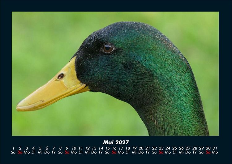Produktbild: Enten 2027 Fotokalender DIN A4