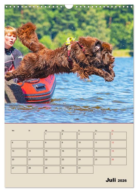 Produktbild: Familienplaner Neufundl&auml;nder - Freund und Retter (Wandkalender 2026 DIN A3 hoch), CALVENDO Monatskalender