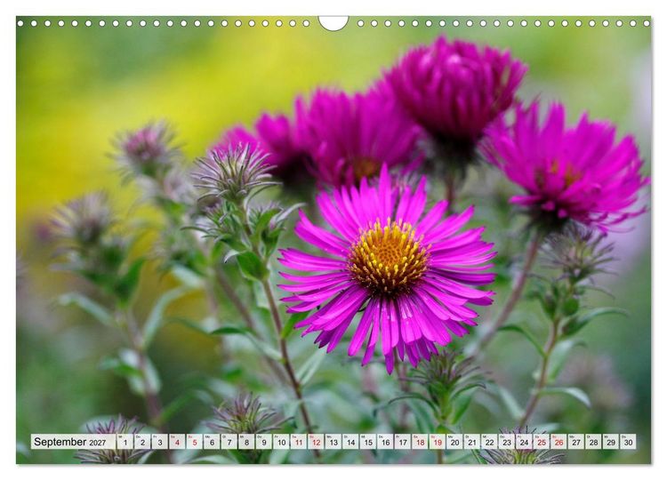 Produktbild: Herzensblumen (Wandkalender 2027 DIN A3 quer), CALVENDO Monatskalender