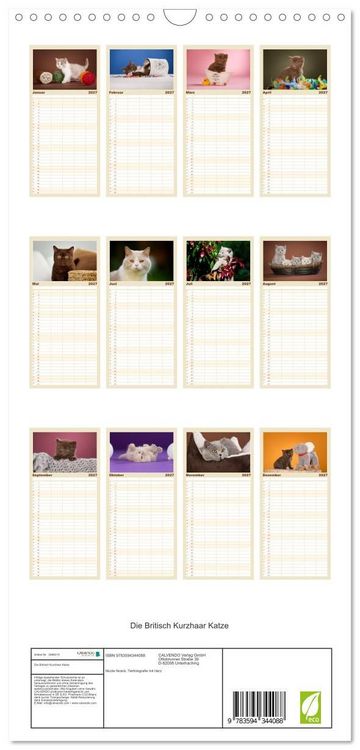 Produktbild: Familienplaner 2027 - Die Britisch Kurzhaar Katze mit 5 Spalten (Wandkalender, 21 x 45 cm) CALVENDO