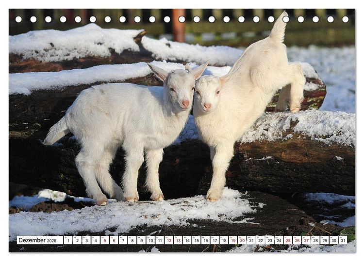 Produktbild: Ziegen - Die Stars aus dem Streichelzoo (Tischkalender 2026 DIN A5 quer), CALVENDO Monatskalender