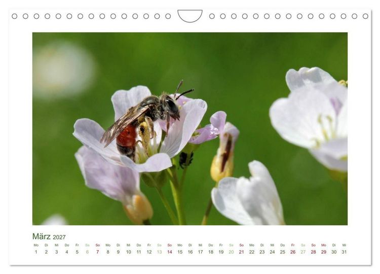 Produktbild: Heimische Insekten 2027 (Wandkalender 2027 DIN A4 quer), CALVENDO Monatskalender