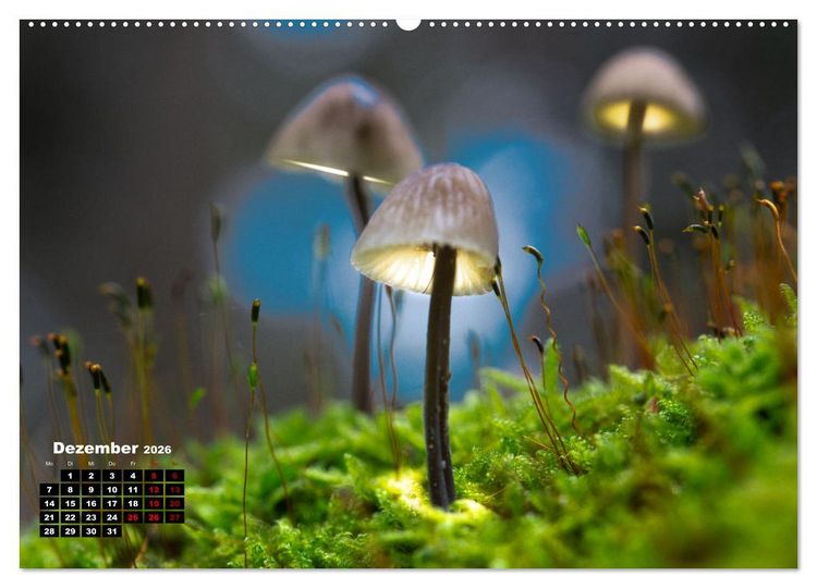 Produktbild: Pilzmagie (Wandkalender 2026 DIN A2 quer), CALVENDO Monatskalender