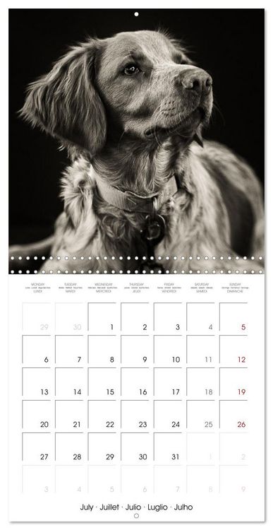 Produktbild: Portraits canins (Calendrier mural carr&eacute; 2026 30x30 cm) Calendrier double avec une page pour vos prises de notes
