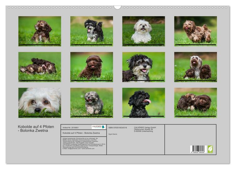 Produktbild: Kobolde auf 4 Pfoten - Bolonka Zwetna (Wandkalender 2026 DIN A2 quer), CALVENDO Monatskalender