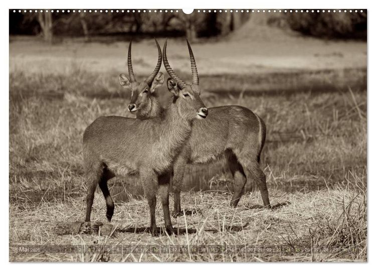Produktbild: Botswana &ndash; Impressionen aus Afrika (hochwertiger Premium Wandkalender 2026 DIN A2 quer), Kunstdruck in Hochglanz