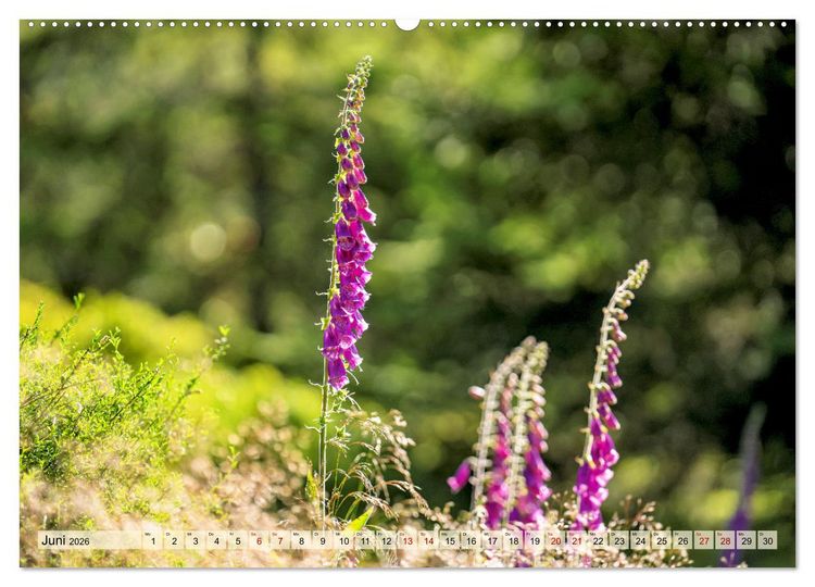 Produktbild: Entlang der Schwarzwald-Hochstra&szlig;e (Wandkalender 2026 DIN A2 quer), CALVENDO Monatskalender