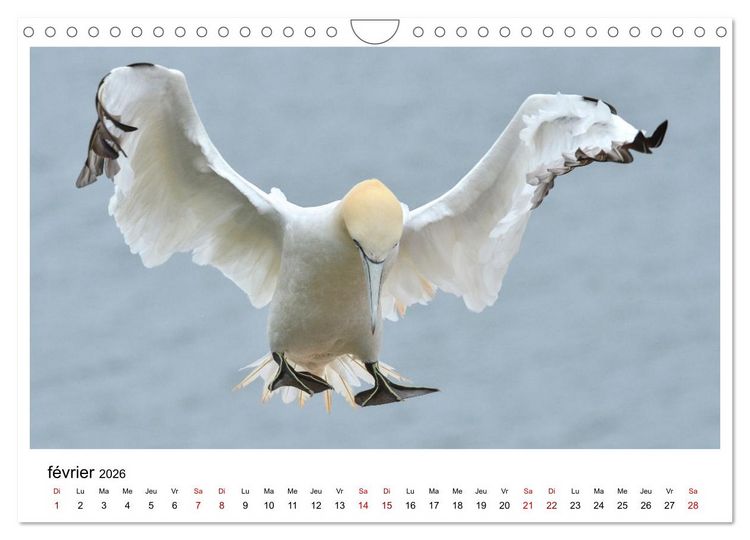 Produktbild: Fous de Bassan - Grands oiseaux marins (Calendrier mural 2026 DIN A4 vertical), CALVENDO calendrier mensuel