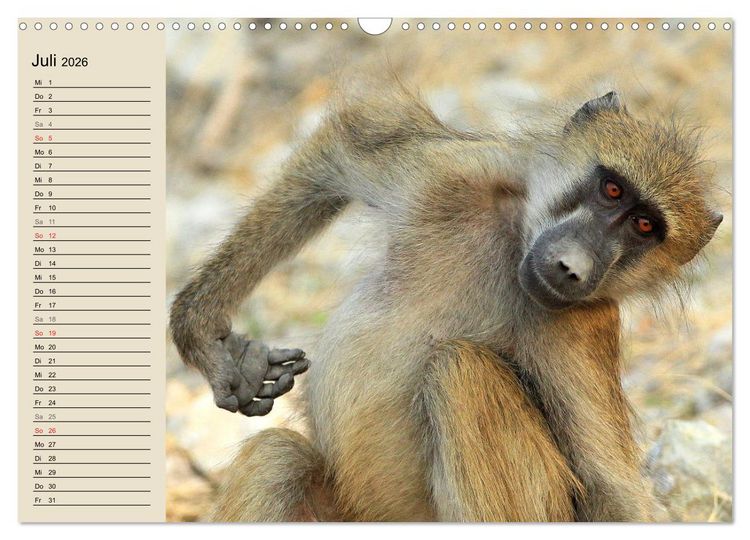 Produktbild: Affen in Afrika (Wandkalender 2026 DIN A3 quer), CALVENDO Monatskalender